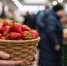 Маленький гигант вкуса: скромный по размеру гибрид, который заставляет забыть обо всех других сортах благодаря своему аромату - ProDzer.Ru